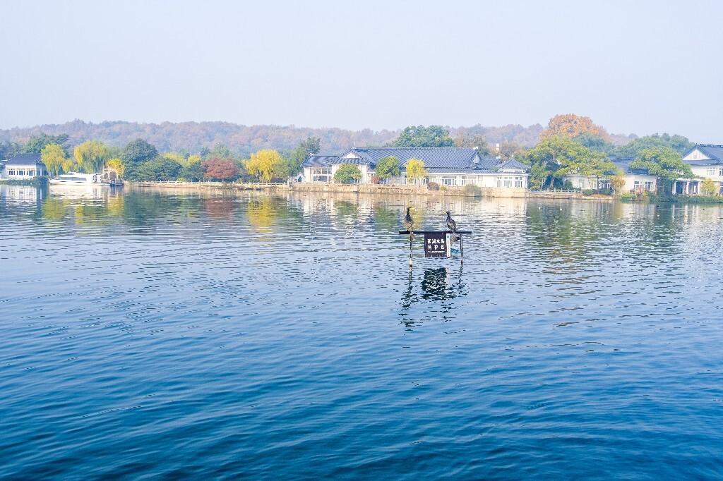 西湖水鸟 西湖风光 风光 西湖 风景 自然 湖水 图片 摄影