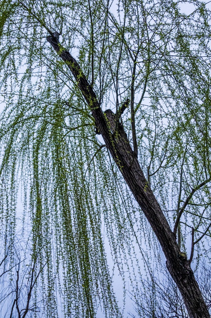 柳树 风光 自然 西湖风光 植物 叶子 柳叶 旅行 摄影 西湖柳树