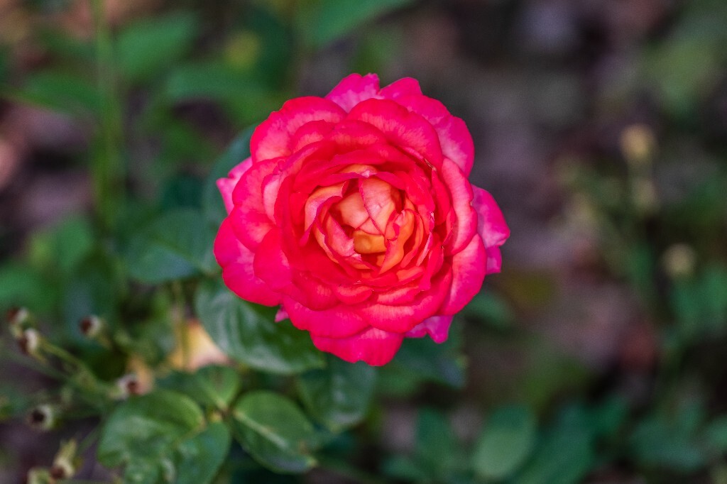 月月红 月月花 长春花 四季花 胜春 月季花 花中皇后 植物 花朵 风光 摄影