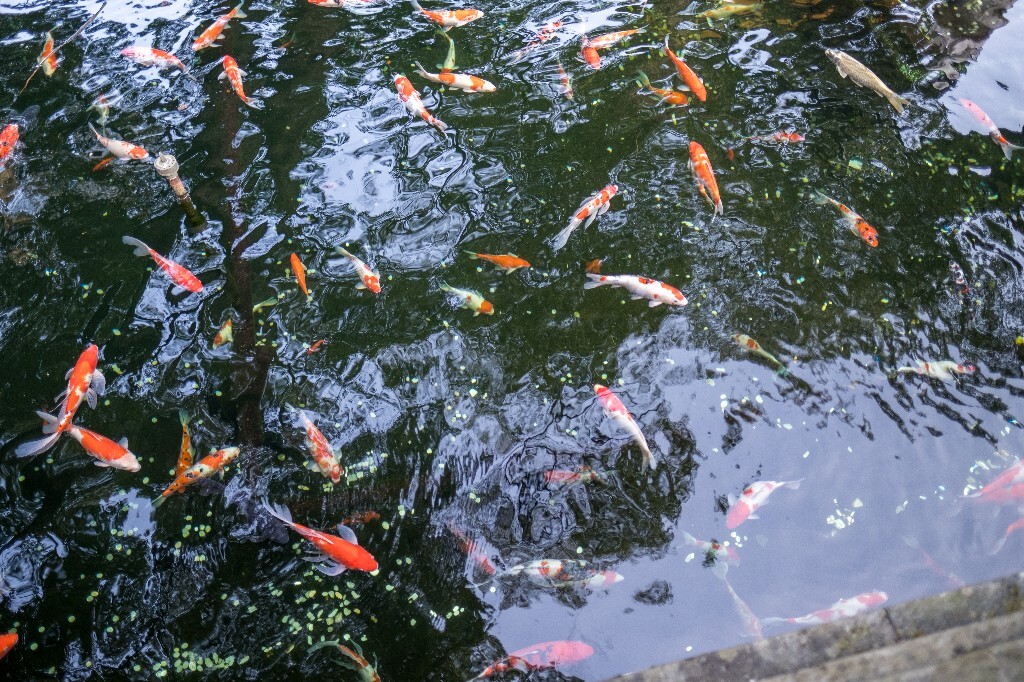许愿池的金鱼 自然 水池 金鱼 红色的金鱼 许愿池