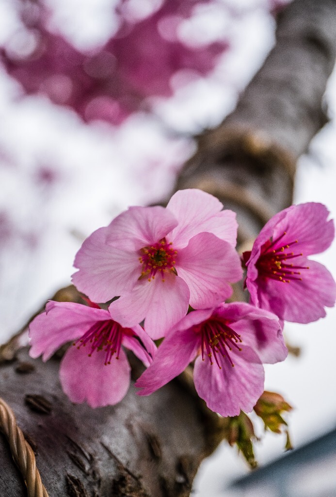 粉色樱花 色彩 花 花朵 花儿 樱花 <a href="https://tuchong.com/tags/%E6%84%9F%E7%9F%A5%E6%98%A5%E5%A4%A9%E6%9D%A5%E4%B8%B4%E7%9A%84%E7%9E%AC%E9%97%B4/" target="_blank">#感知春天来临的瞬间</a>