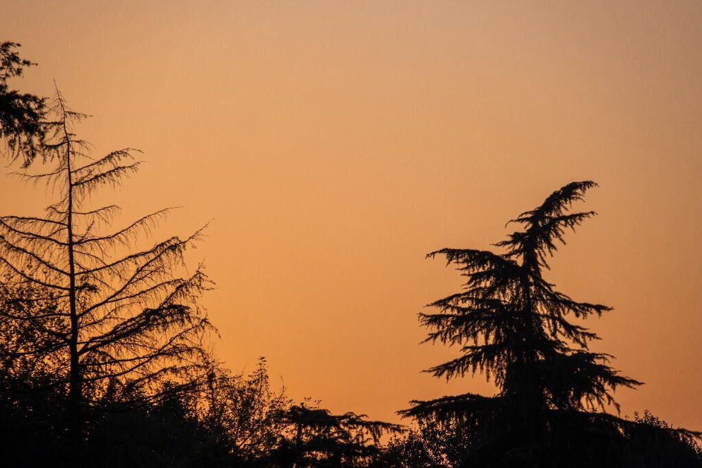 风光 自然 图片 摄影  夕阳  树枝 树木