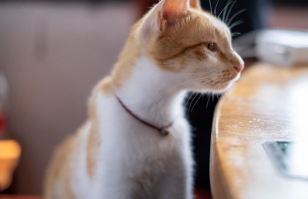 猫猫 喵星人 橘猫 小可爱 可爱的猫猫 街拍 宠物摄影