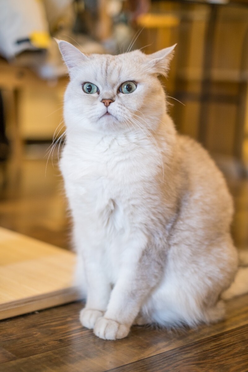 猫 宠物 动物 图片 摄影 喵星人 猫猫