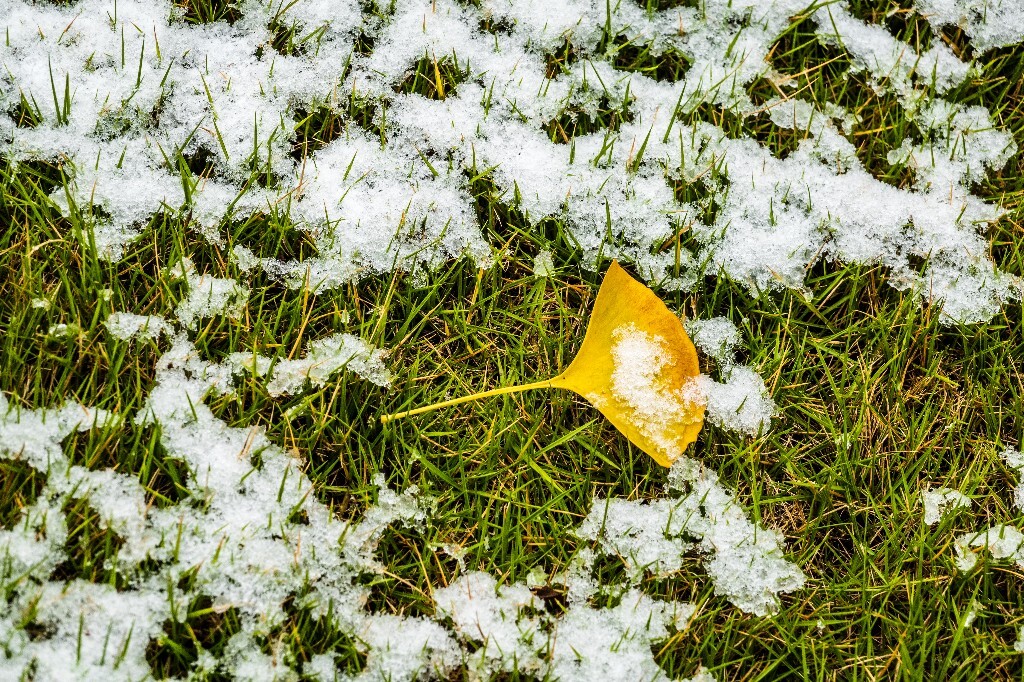 银杏树叶 白果叶 飞蛾叶 鸭脚子 雪景 草地上的雪 草地 落叶 叶子 一叶知秋 风光 自然 2022年第一场雪