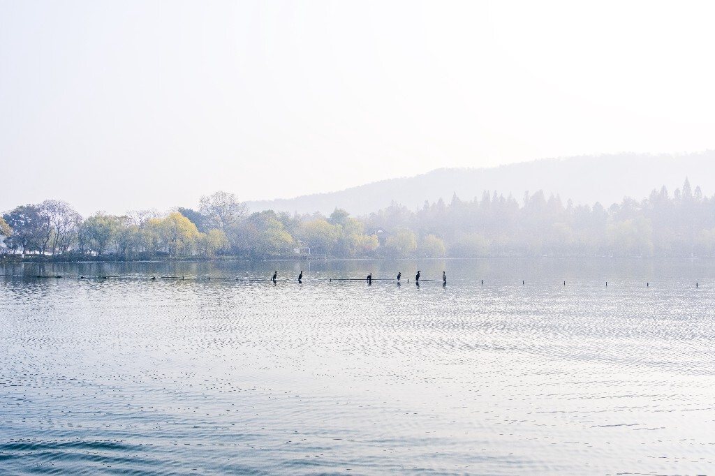 水鸟 西湖风光 自然风景 西湖 旅行 鸟儿 城市风光 杭州西湖