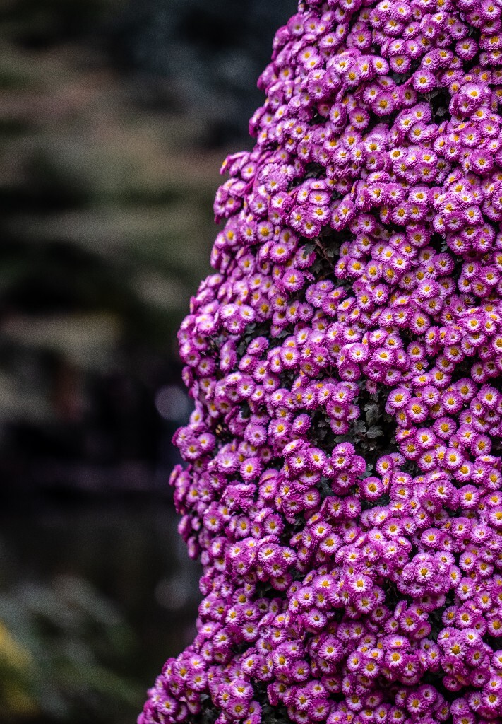 菊花 寿客 金英 黄华 秋菊 陶菊 日精 女华 延年 隐逸花 家菊 花儿 盛开的菊花