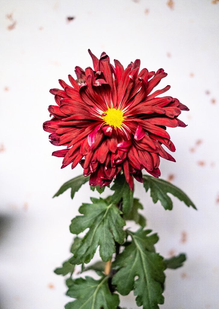 菊花 寿客 金英 黄华 秋菊 陶菊 日精 女华 延年 隐逸花 家菊 花儿 盛开的菊花