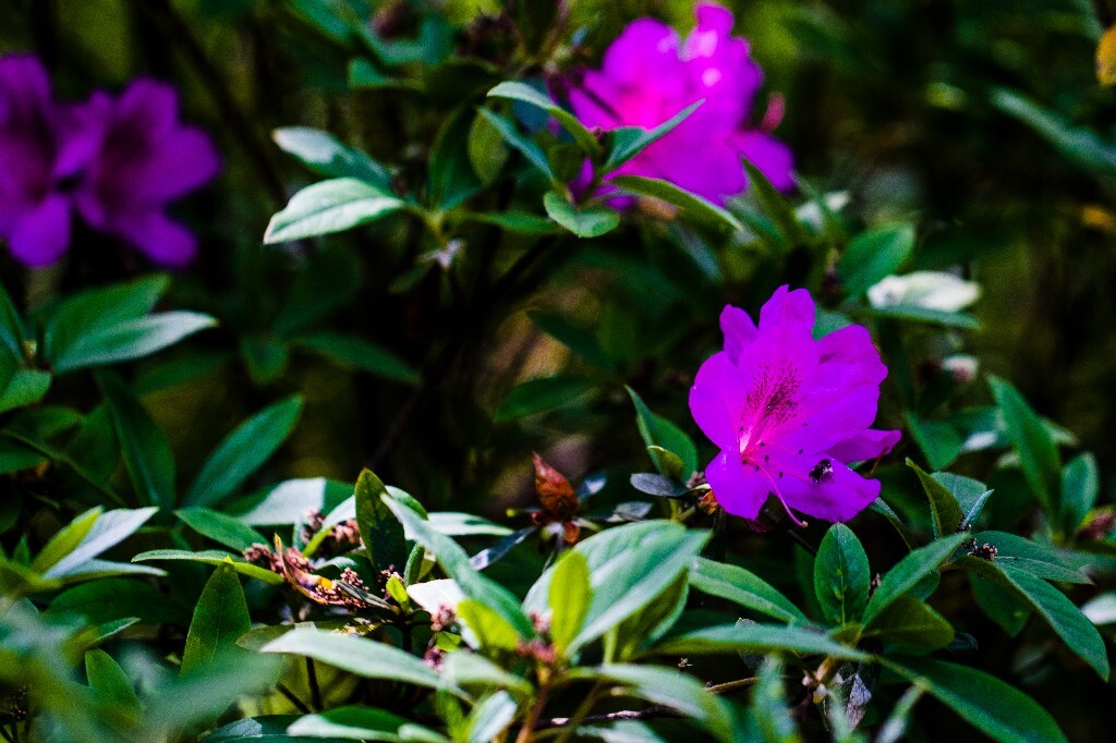 杜鹃 杜鹃花 山踯躅 山石榴 映山红 照山红 唐杜鹃 花朵 花草 植物 摄影