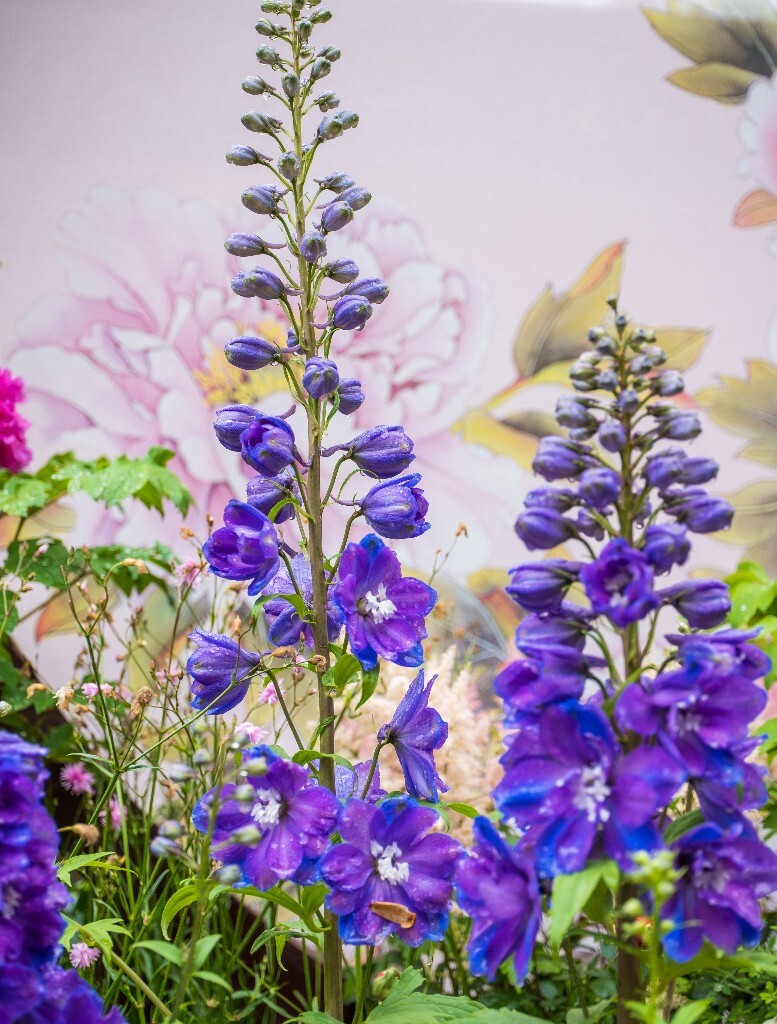 高翠雀花  穗花翠雀  植物 花朵 花儿  风光