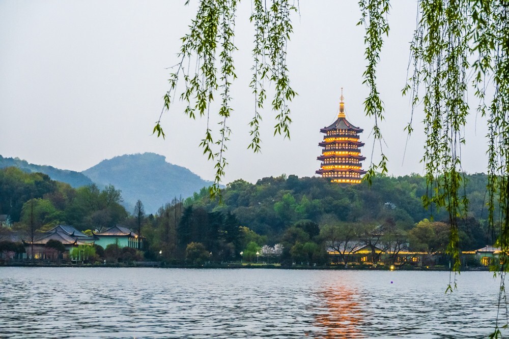 柳树 风光 摄影 自然 旅行 西湖风光 西湖柳树 柳叶 叶子 植物