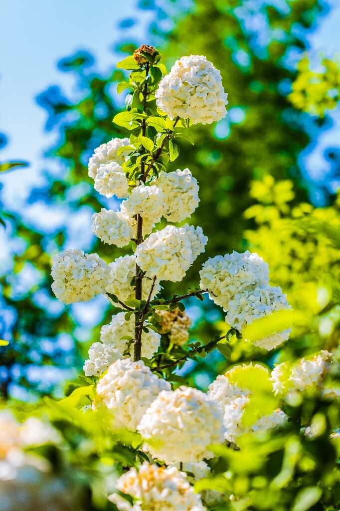 八仙花 粉团花 草绣球 紫绣球 紫阳花 绣球 木绣球 植物 摄影 风光 花朵 花儿 绣球花