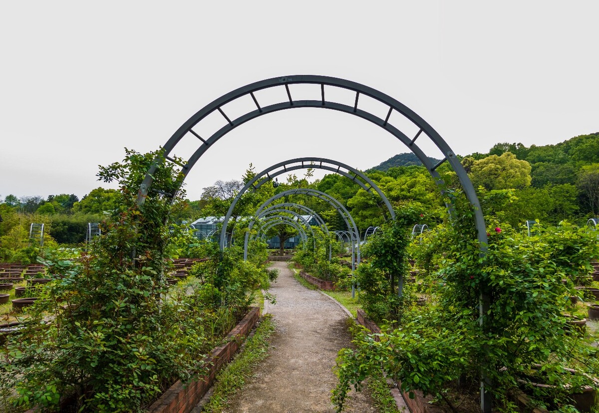 道路 风景 自然 风光 摄影 素材 隧道 拱门 自然  