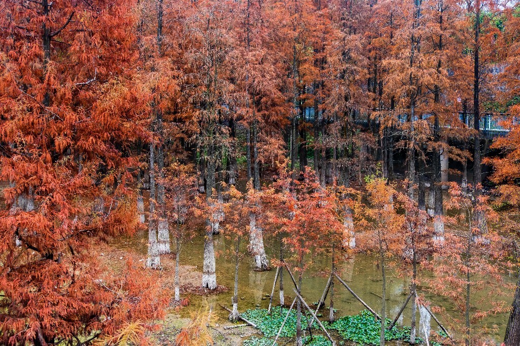 落叶乔木 水杉 梳子杉 树木 秋季 秋天 秋天的颜色 图片 摄影 风光 旅游
