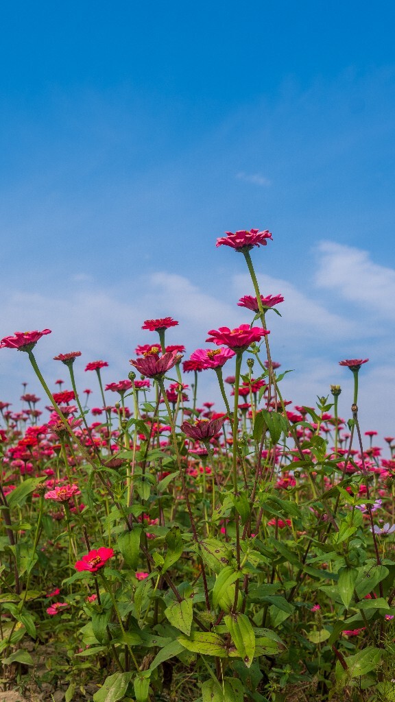 百日菊 百日草 步步高 火球花 对叶菊 秋罗 步步登高 不等高 旅行 植物 花朵 花儿 风光