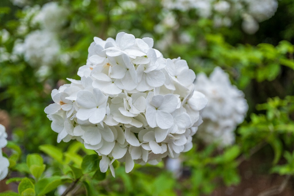 八仙花 紫阳花 七变花 洋绣球 粉团花 绣球花 植物 摄影 风光 自然 微距 花