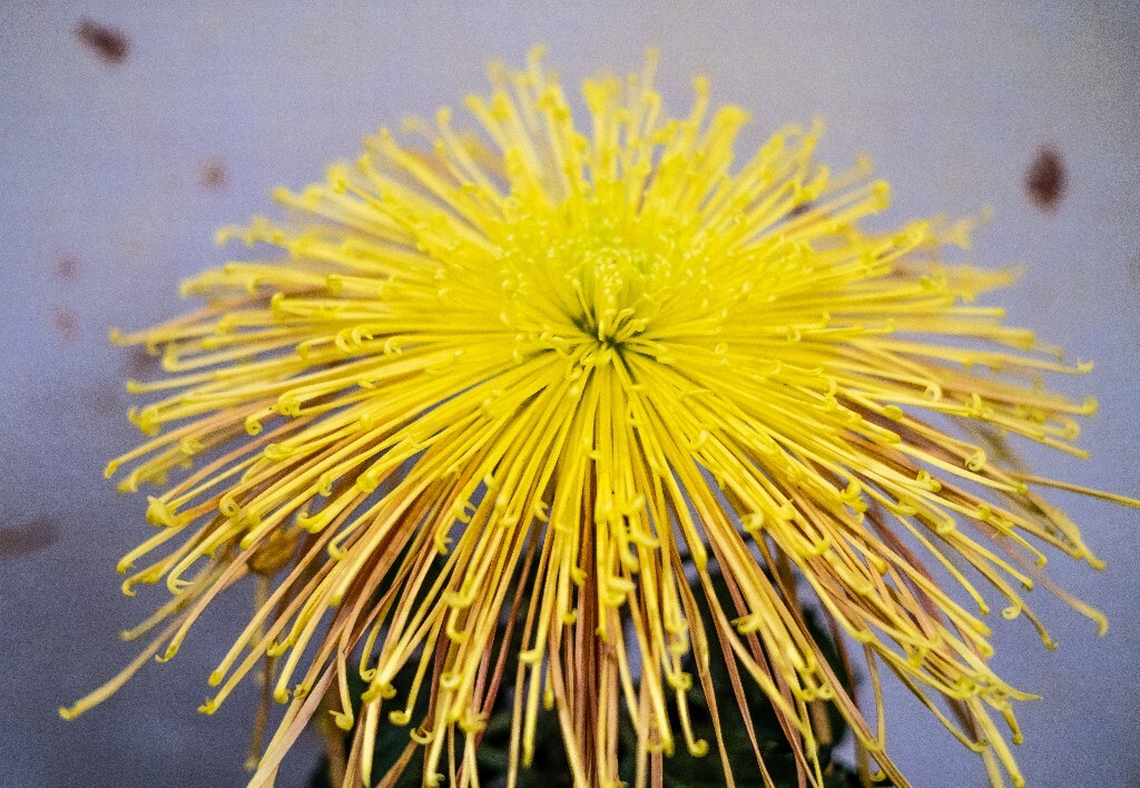 菊花 寿客 金英 黄华 秋菊 陶菊 日精 女华 延年 隐逸花 家菊 花儿 盛开的菊花