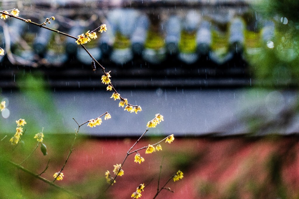梅花 腊梅 风光 摄影 自然 植物 微距 旅行 建筑 钱王祠