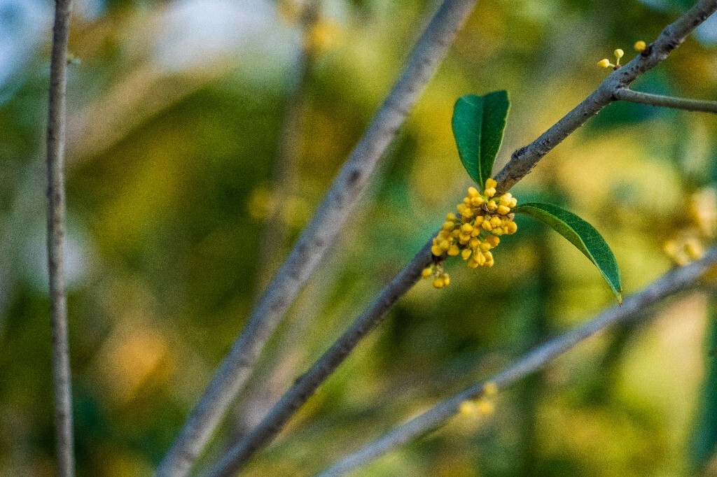 桂花 岩桂 木犀 九里香 金桂 银桂 丹桂 月桂 植物
