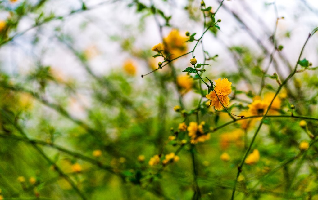 重瓣棣棠花 花 花朵 植物 风光 自然 黄色的花 棣棠花
