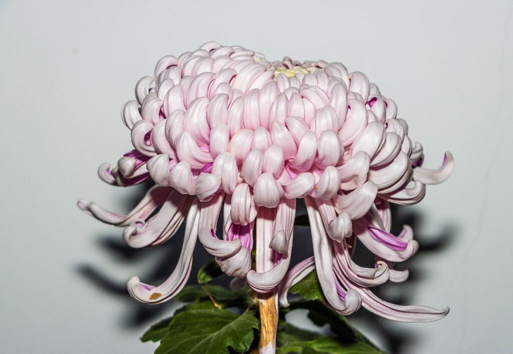 菊花 寿客 金英 黄华 秋菊 陶菊 日精 女华 延年 隐逸花 家菊 植物 花朵 图片 摄影 旅行 菊花展