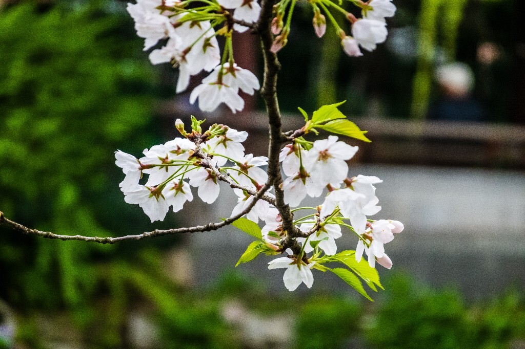 樱花 花朵 植物 风光 自然 自然风光 花开 盛开的樱花 旅行 摄影