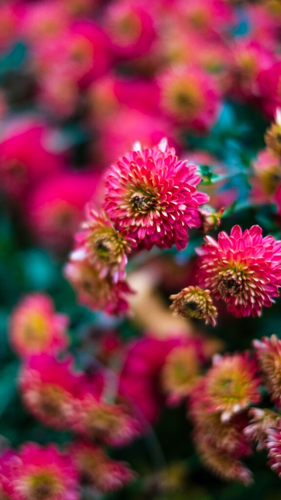 寿客 金英 黄华 秋菊 陶菊 日精 女华 延年 隐逸花 家菊 摄影 花朵花儿 盛开的菊花