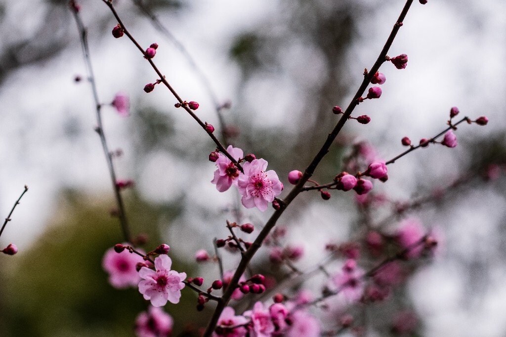 桃花 植物 花朵 花儿 风光 微距 摄影 自然风光