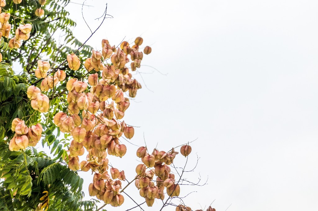 复羽叶栾 花楸树 泡花树 灯笼花 马鞍树 士大夫树 摇钱树 植物 风光 摄影 自然