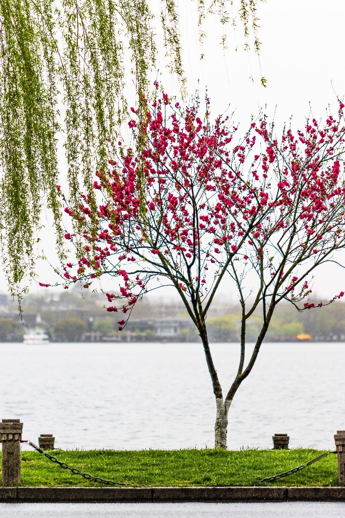 西湖桃花  桃花 自然 微距 风光 色彩 西湖之春    <br />
春天 桃红柳绿 西湖三月天