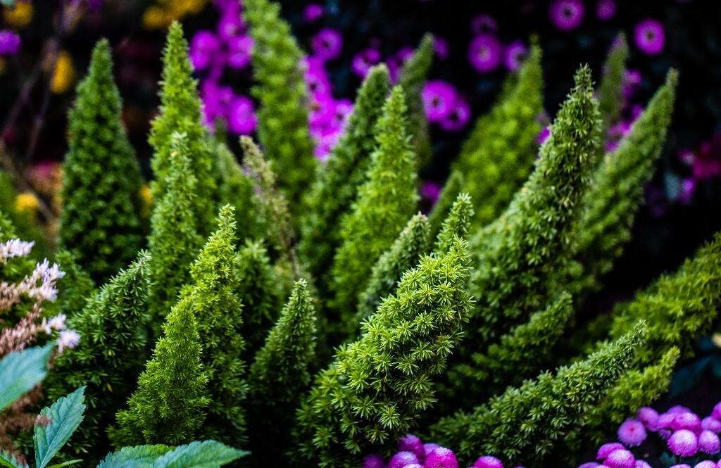 狐尾天门冬  狐尾武竹 植物 风光 摄影 自然