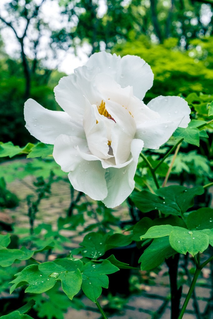 鼠姑 鹿韭 白茸 木芍药 百雨金 洛阳花 富贵花 牡丹 植物 花朵 花儿 牡丹花 含苞待放