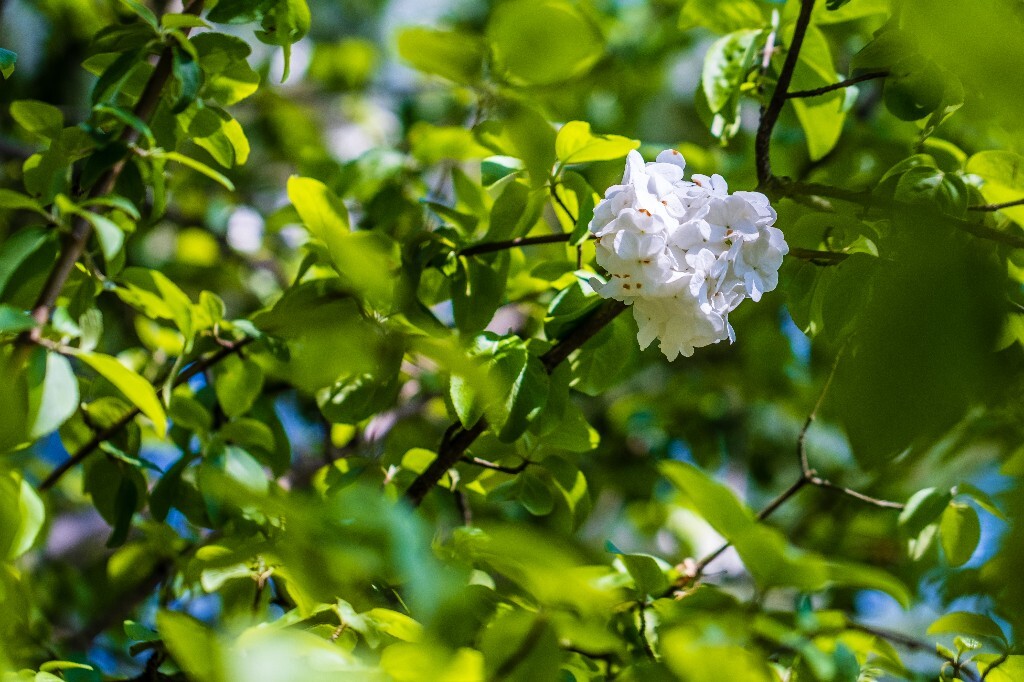 绣球 八仙花 粉团花 草绣球 紫绣球 紫阳花 木绣球 摄影 风光 自然 花朵 花草 摄影 自然风光 旅行