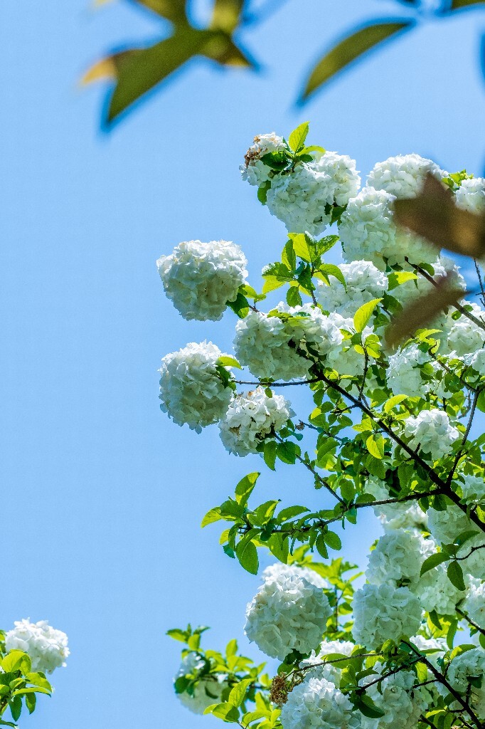 绣球 八仙花 粉团花 草绣球 紫绣球 紫阳花 山绣球
