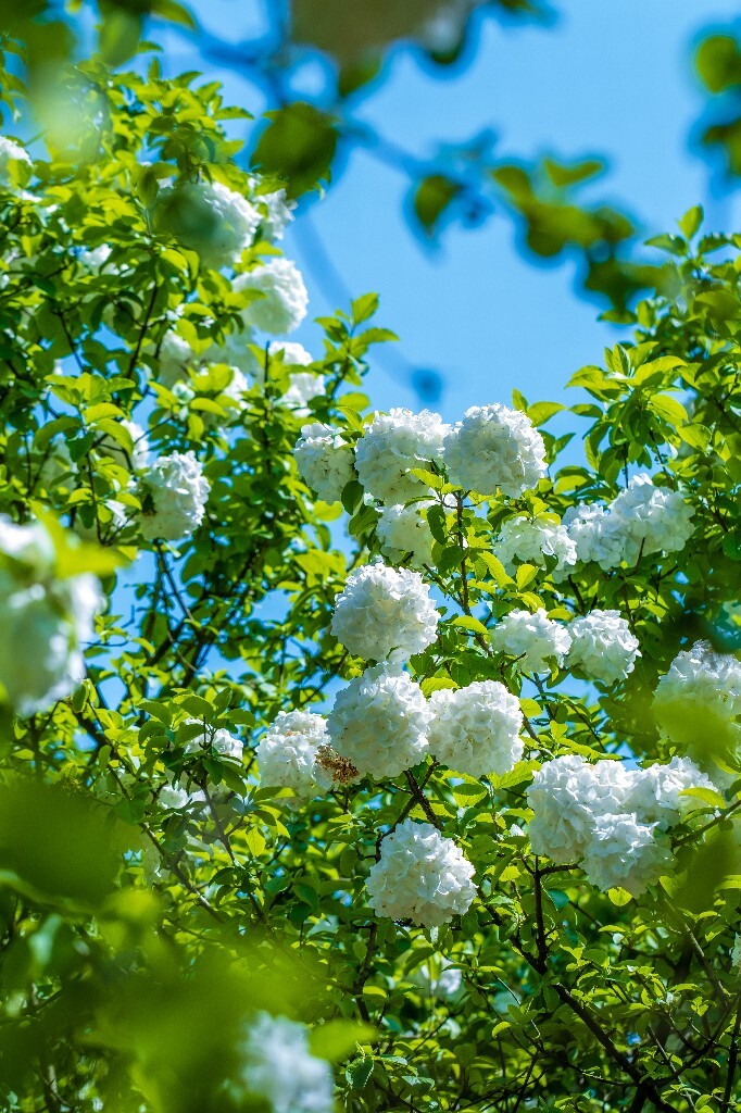 粉团花 紫阳花 八仙花 绣球 木绣球 草绣球 紫绣球 花朵 花儿 植物 摄影