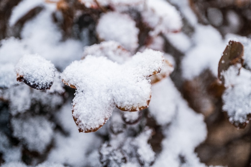 雪 雪景 自然 风光 环境 摄影 白雪 雪花 2024的第一场雪 树叶上的雪