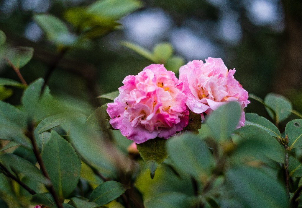茶花 山茶花 观赏花卉 花草 花卉 图片 摄影