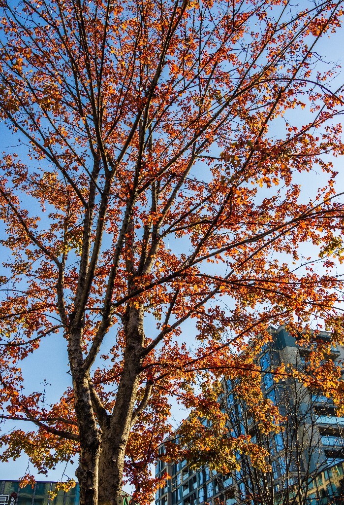 建筑 风光 摄影 自然 秋天 阳光 杨柳郡 东西公园