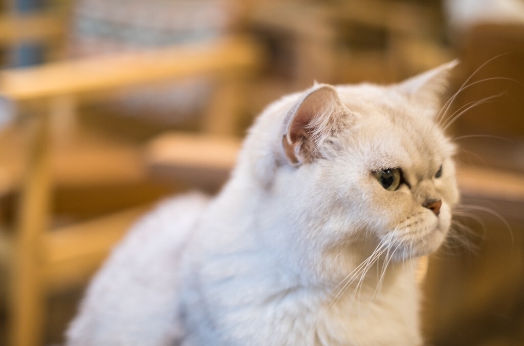 猫 宠物 动物 图片 摄影 喵星人 猫猫
