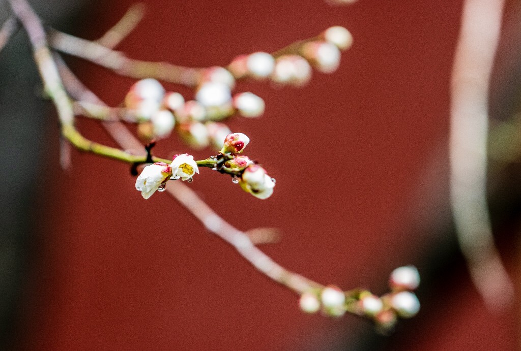 梅花 腊梅 风光 摄影 自然 植物 微距 旅行 建筑 钱王祠