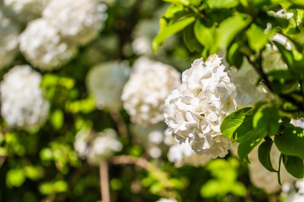 八仙花 粉团花 草绣球 紫绣球 紫阳花 绣球 木绣球 植物 摄影 风光 花朵 花儿