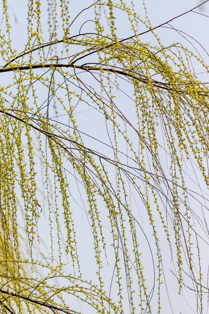 柳树 垂柳 西湖柳树 二月的柳树 西湖柳树 风光 自然 摄影 西湖风光