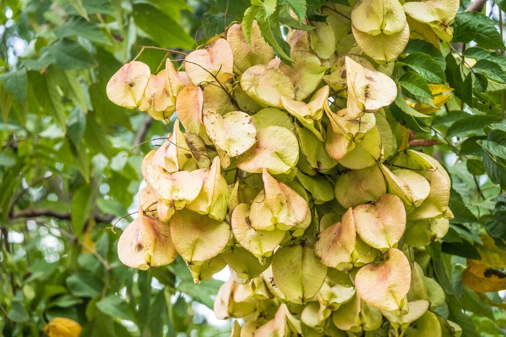 复羽叶栾 花楸树 泡花树 灯笼花 马鞍树 士大夫树 摇钱树 植物 风光 摄影 自然