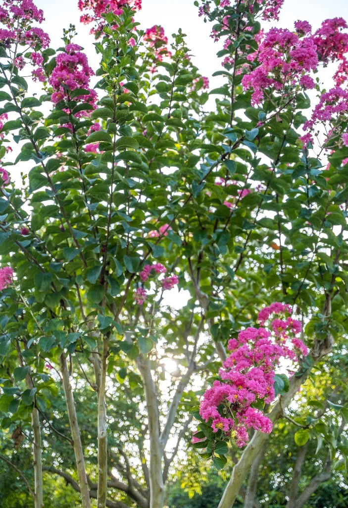 紫薇花 鹭鸶花 五里香 红薇花 百日红 佛相花 满堂红 怕痒花 痒痒花 宝幡花五爪金龙 狗骨头 紫金标 紫兰花 阿米茶 紫荆花 紫金花 蚊子花 植物 花朵 微距 风光 自然 色彩