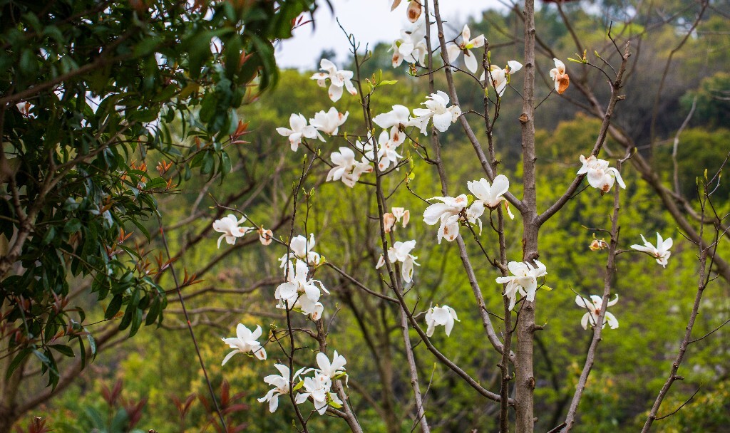 玉兰  白玉兰 木兰 玉兰花 望春 应春花 玉堂春 辛夷花  花朵 