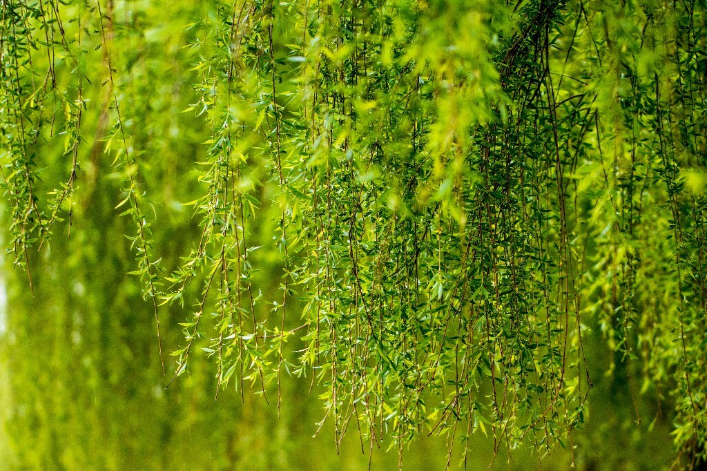 植物 风光 西湖柳树 西湖风光 自然 环境 西湖之春 自然 鸳鸯 自然