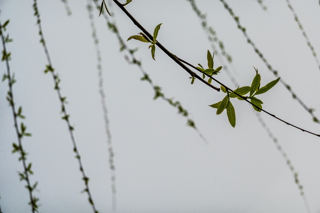 西湖柳树 风光 自然 植物 柳树
