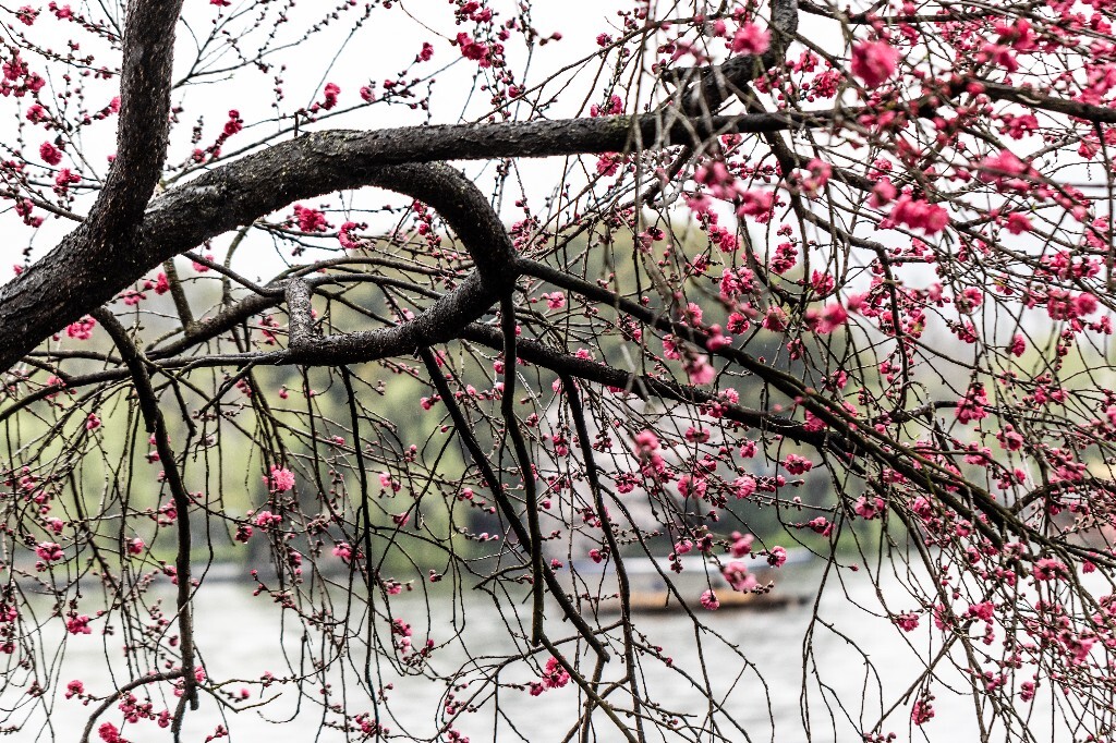 西湖桃花 桃花 自然 微距 风光 色彩 西湖之春 春天 桃红柳绿 西湖三月天