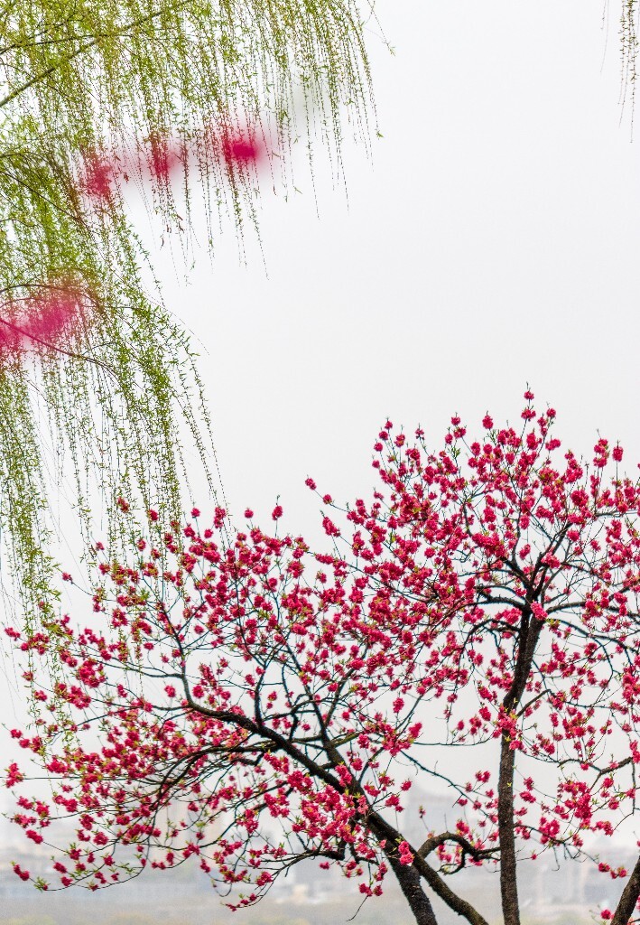西湖桃花  西湖风光 自然  环境  桃花 西湖之春  自然 风光 花朵 花儿 
