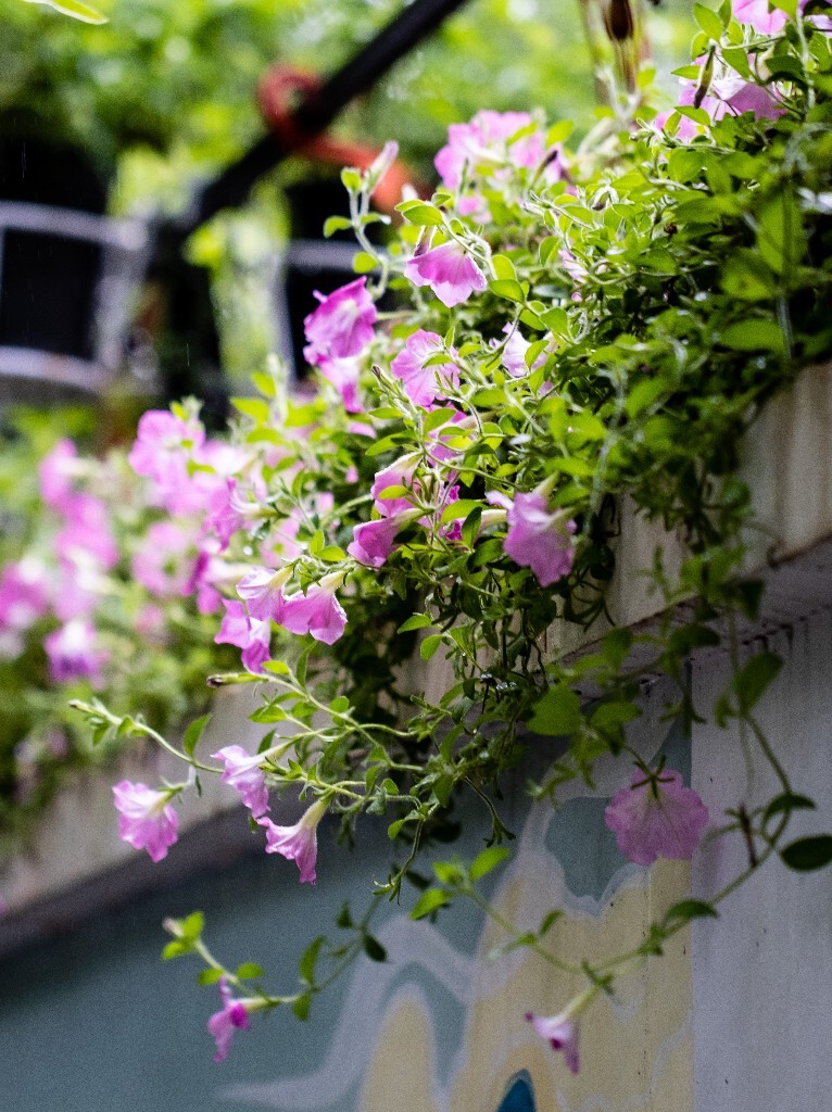 碧冬茄 矮牵牛 灵芝牡丹 撞羽牵牛 植物 花朵 花儿 自然 摄影